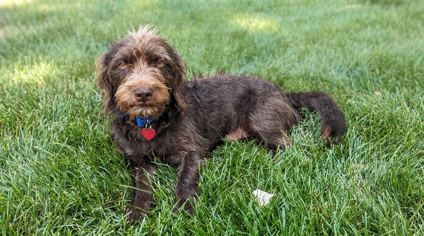 Max, the missing dog: a 1-year-old brown wirehaired dachshund-schnauzer mix wearing a blue collar with a red heart-shaped tag