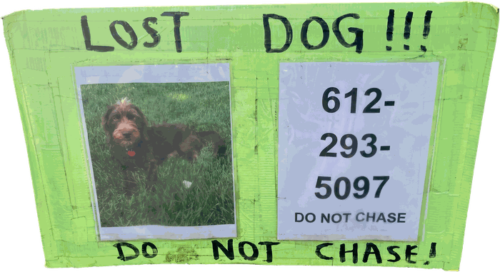 Lost dog poster: a brown wirehaired dog, call 612-293-5097, do not chase